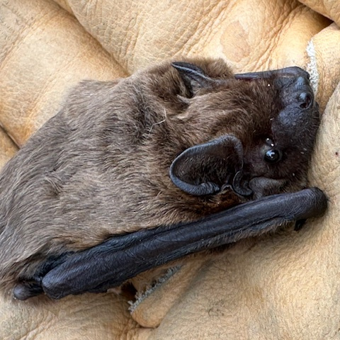 Fledermaus - Kleiner Abendsegler