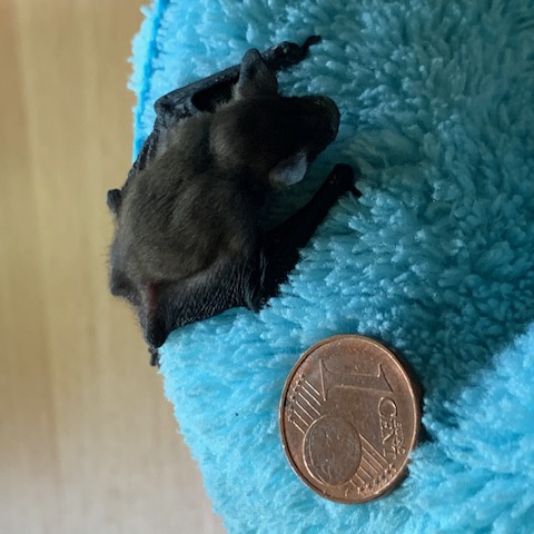 Baby Zwergfledermaus